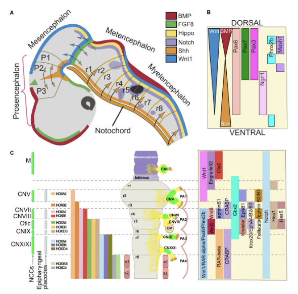 <ul><li><p><span>Rhombomeres and prosomeres</span></p></li><li><p><span>Formation of cranial nerves</span></p></li><li><p><span>Some more concentrated ventrally, some more concentrated dorsally</span></p><ul><li><p><span>Ex. HOX genes, FGF, Shh, etc.&nbsp;</span></p></li></ul></li></ul>