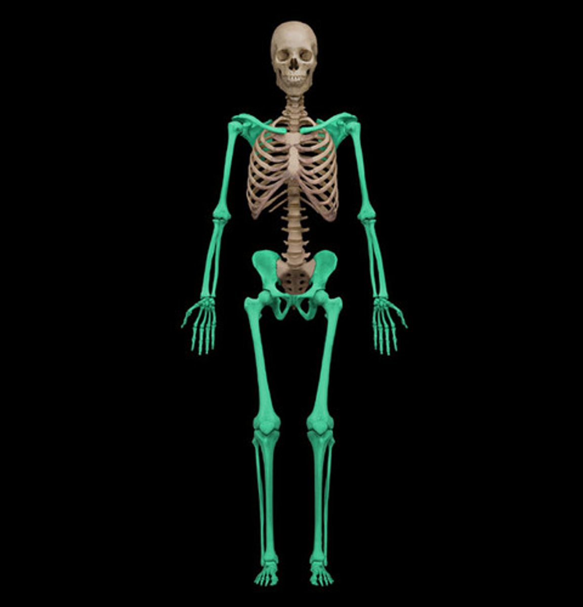 <p>The section of the skeleton, made up of 126 bones, which includes the pectoral girdle, left and right clavicle and scapula, arms and forearms, and the left and right humeras, ulna, and radius.</p>