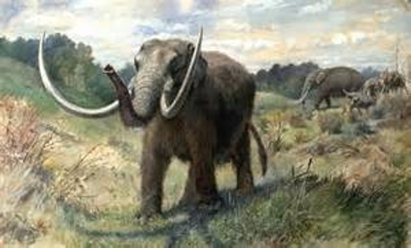 <p>an elephant like mammal with woolly coats</p>