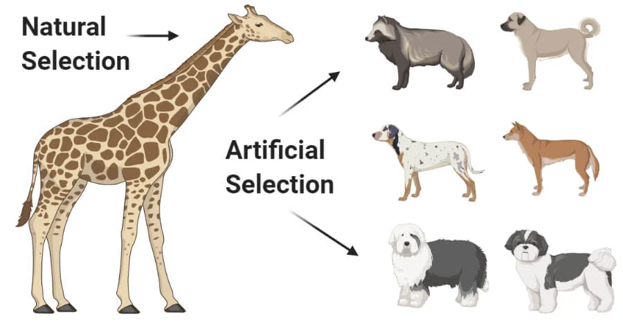 natural selection (giraffe neck) vs artificial selection (dog breeds) examples
