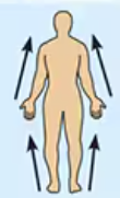 <p>Closer to the origin of the body part or the point of attachment of a limb to the body trunk</p>