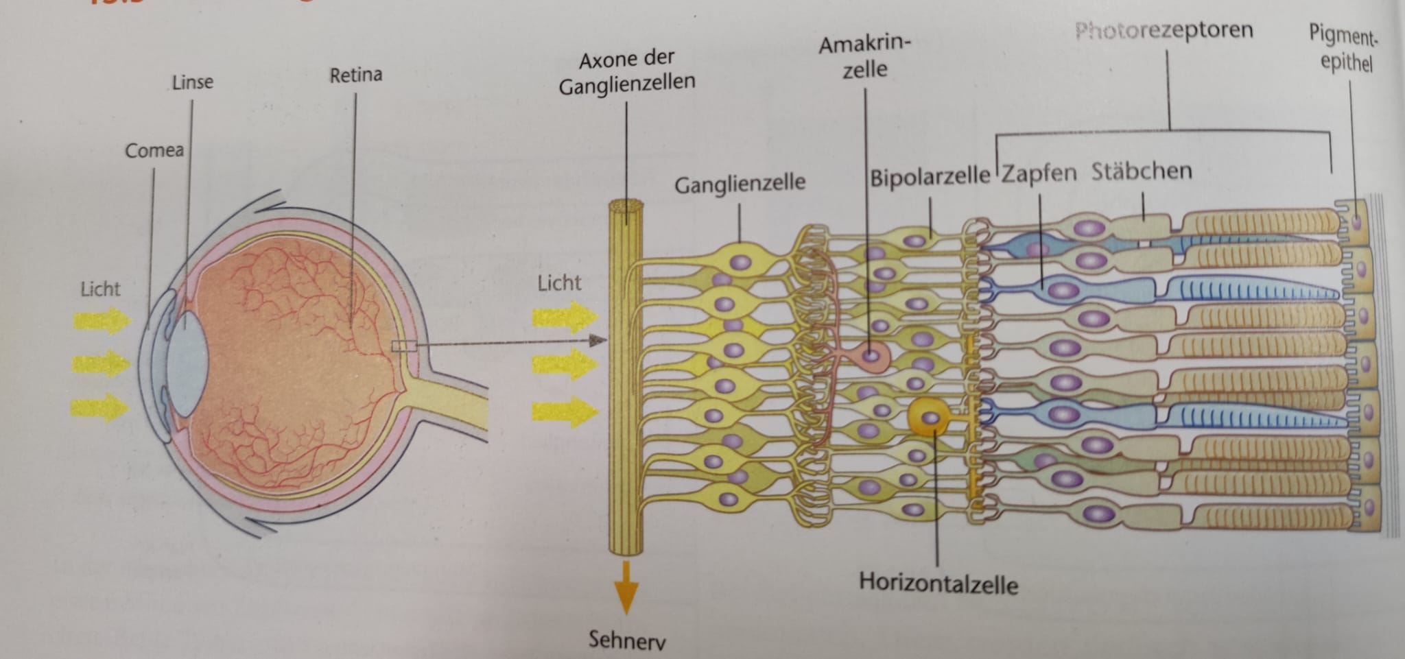 sind seitlich mit mehreren benachbarten Stäbchen oder Zapfen verknüpft. Sie bilden Synapsen zu benachbarten Sinneszellen aus. Licht, das auf eine Lichtsinnezelle fällt, kann auf diese Weise die Lichtempfindlichkeit der benachbarten Lichtsinneszelle beeinflussen.