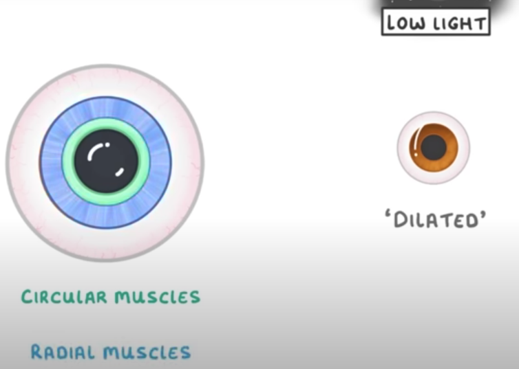<p>-radial muscles contract</p><p>-circular muscle relax</p>
