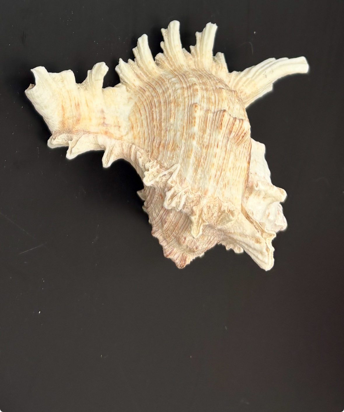 <p>type of shell w/ dextral development&nbsp;</p>
