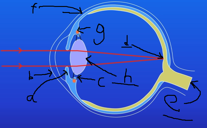 <p>Identify a, b, c, d. [4 marks]</p>