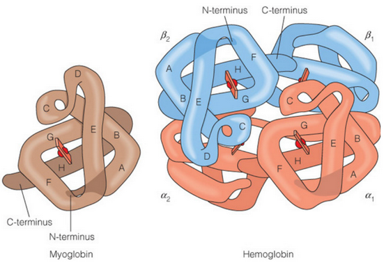 <p>Homologous proteins (share properties due to shared sequences)</p>
