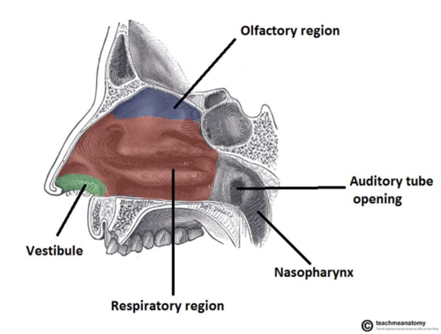 <p>BQ ONLY: receptors here for smell, lined with olfactory epithelium</p>