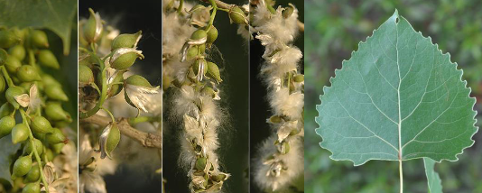 <p>Salicaceae</p><p>Populus deltoides</p>