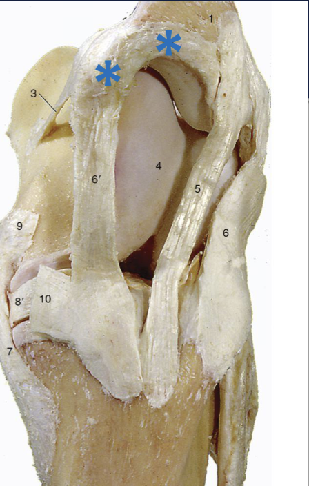 <p>what is the blue star</p>