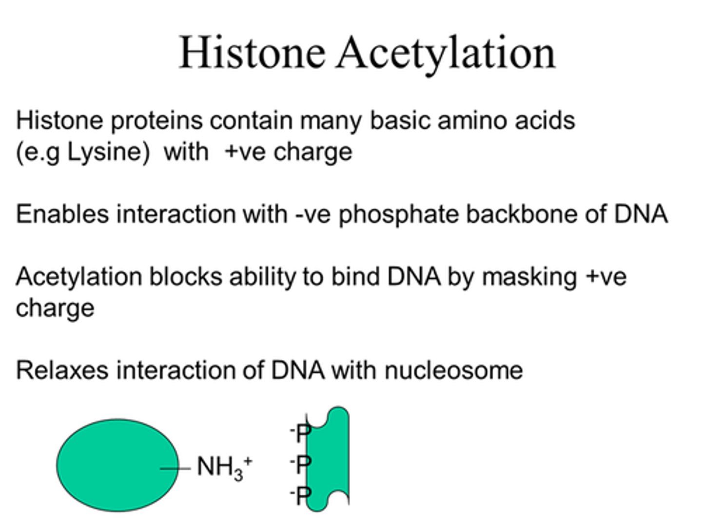 <p>By HAT - Histone Acetyl Transferase from Coactivators (unwinding proteins).</p>