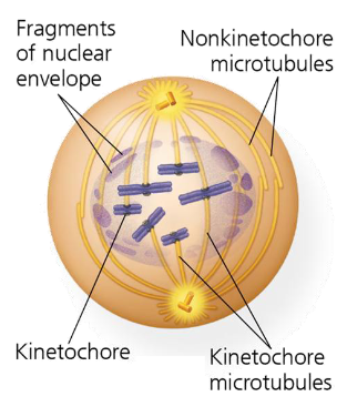 <p>breakdown of nuclear envelope </p><p>chromosomes condense and sister chromatids start to “resolve” (cohesin digestion) </p><p>kinetochores are assembled at centromeres</p><p>spindle microtubules bind to kinetochores </p>