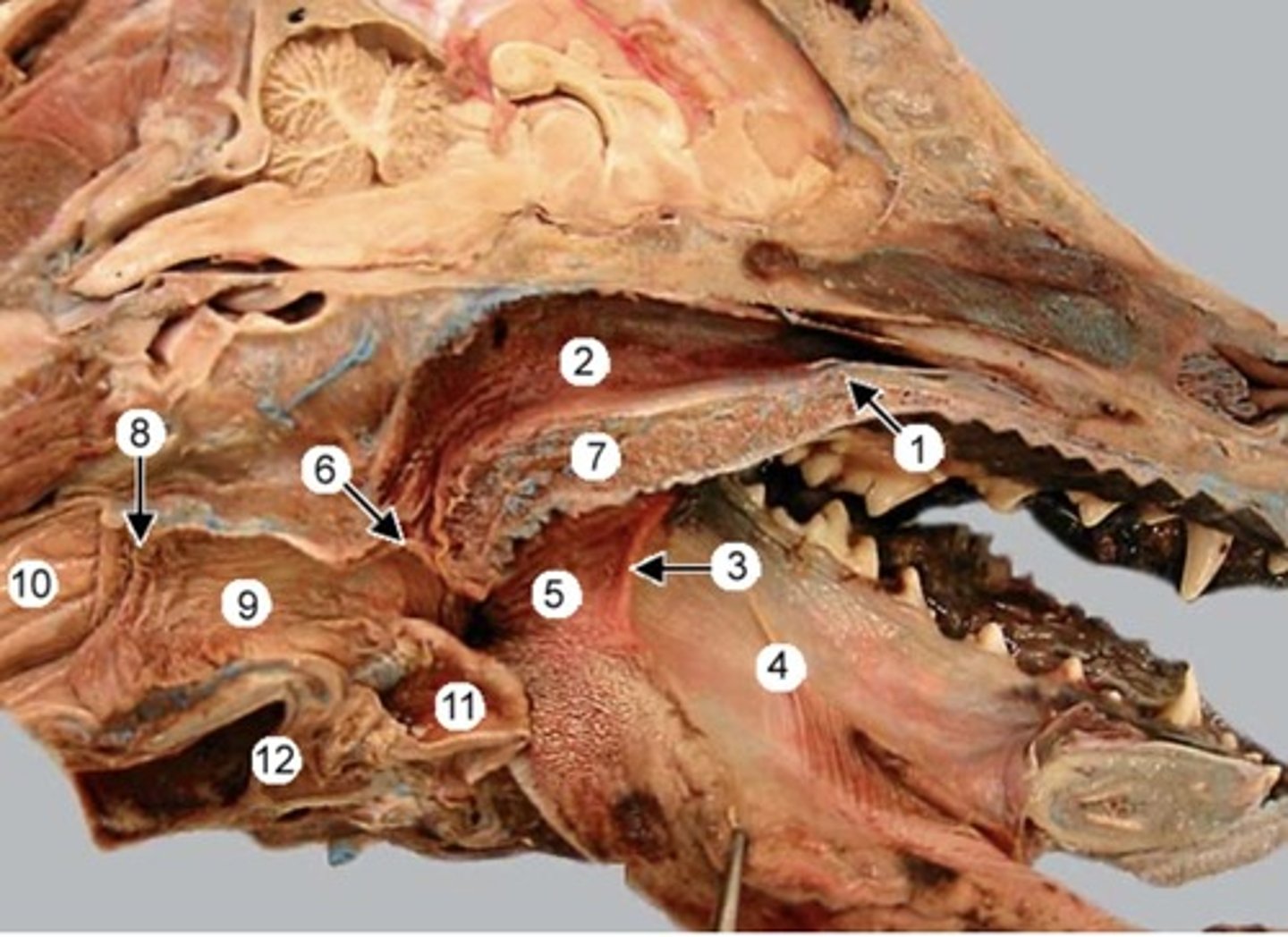 <p>Number 3 is indicating what specific structure?</p>