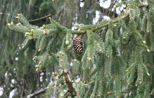 <p>(Picea sitchensis)</p>