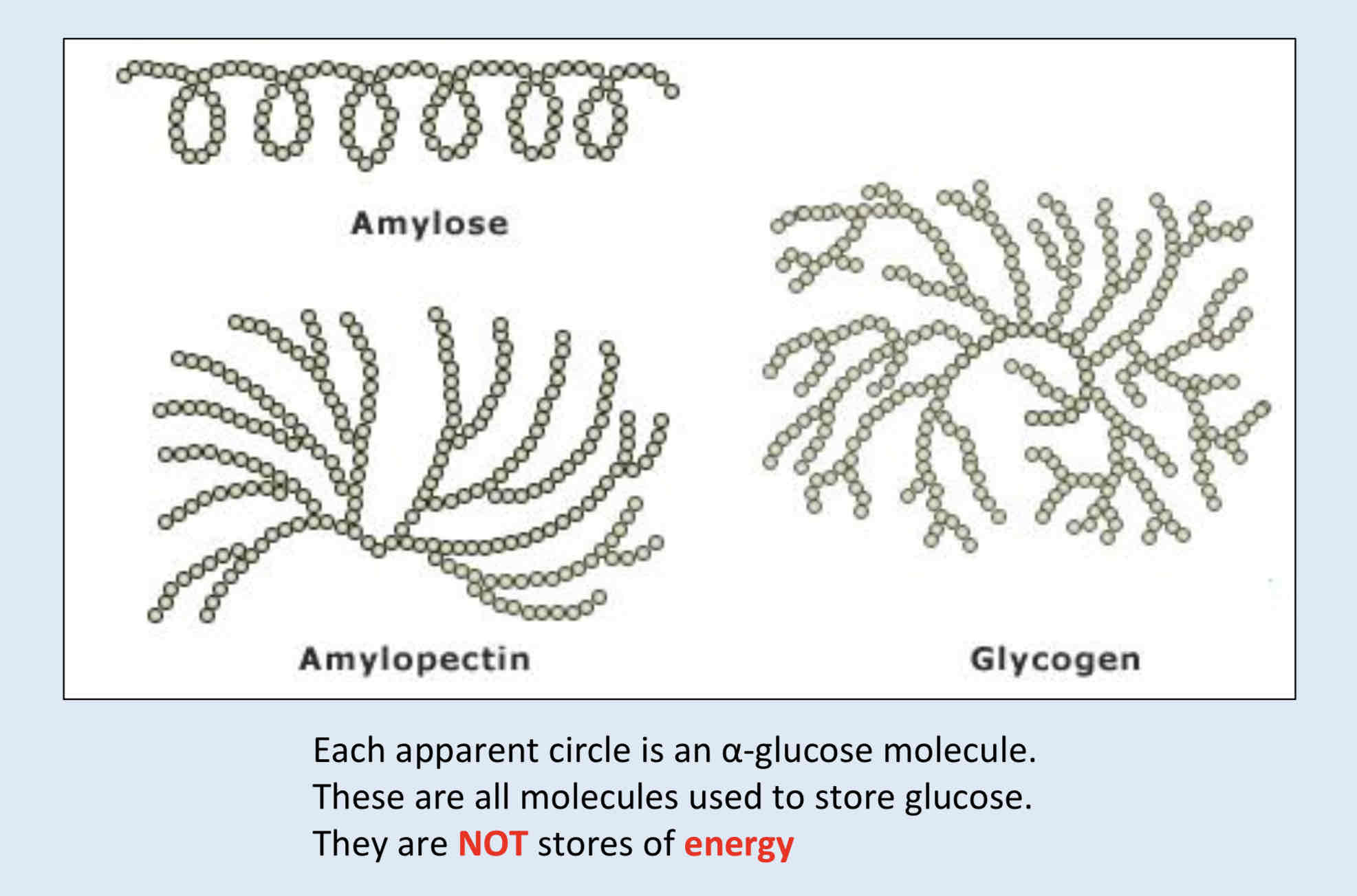 <p>Glycogen is the main storage product in animals. It is similar in structure to amylopectin. In glycogen the α glucose molecules are joined by C1 – C4 and C1 – C6 glycosidic bonds.</p><p>The main difference between amylopectin and glycogen is that glycogen has shorter C1 – C4 α glucose chains and there are more C1 – C6 branch points. Glycogen is more branched than amylopectin.</p><p>Both starch and glycogen are easily hydrolysed to α glucose, which is soluble and can be transported to wherever energy is needed.</p>