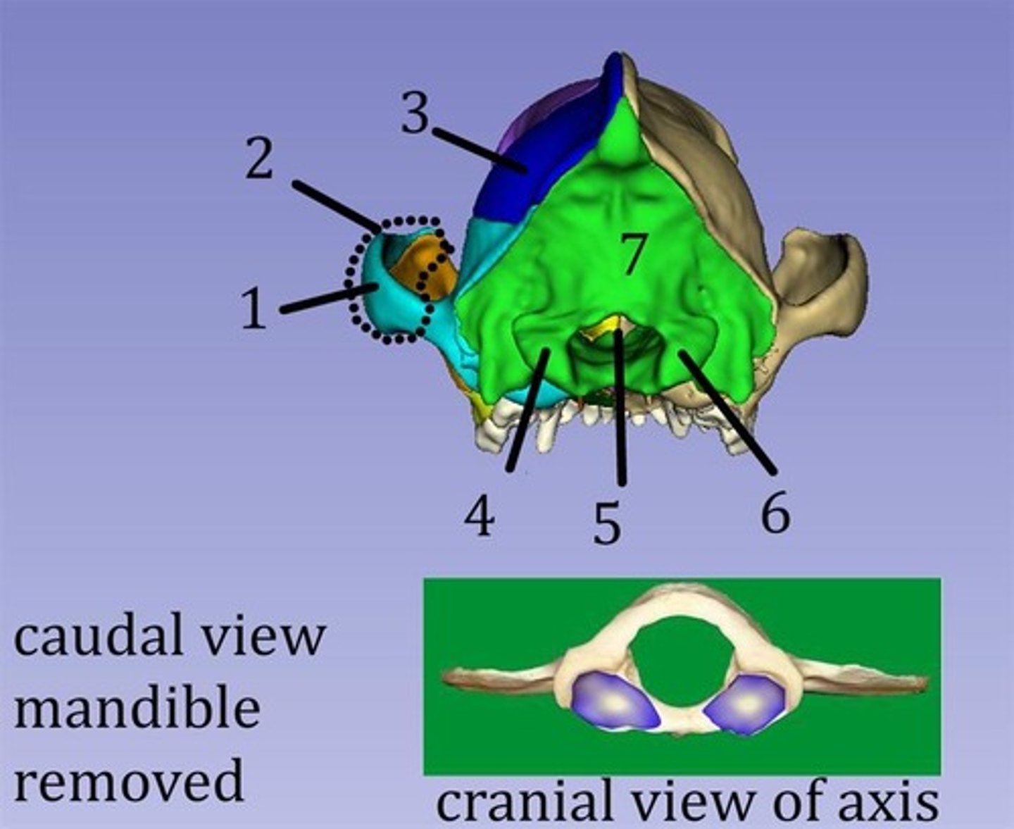 <p>7?</p>