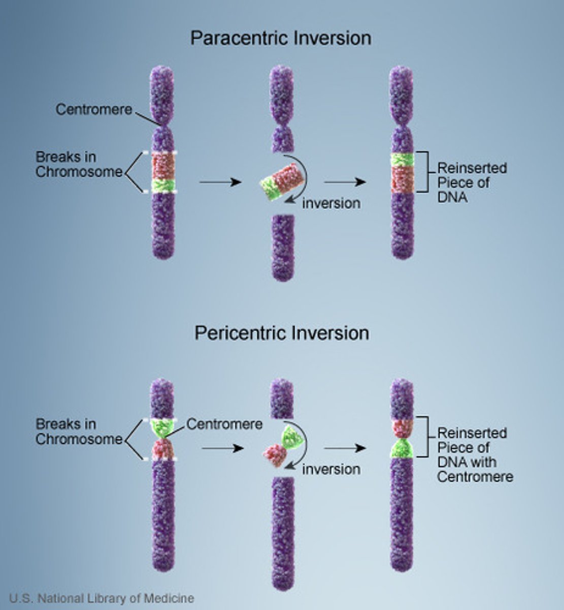 <p>centromere lies within the inverted region of the chromosome</p>