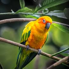 <p>Parrots</p>