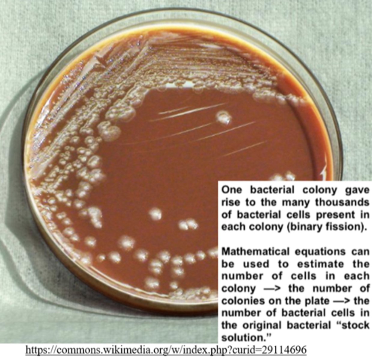 <p>colony forming units (CFUs)</p>