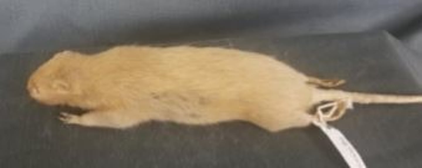 <p>What animal is this?</p>
