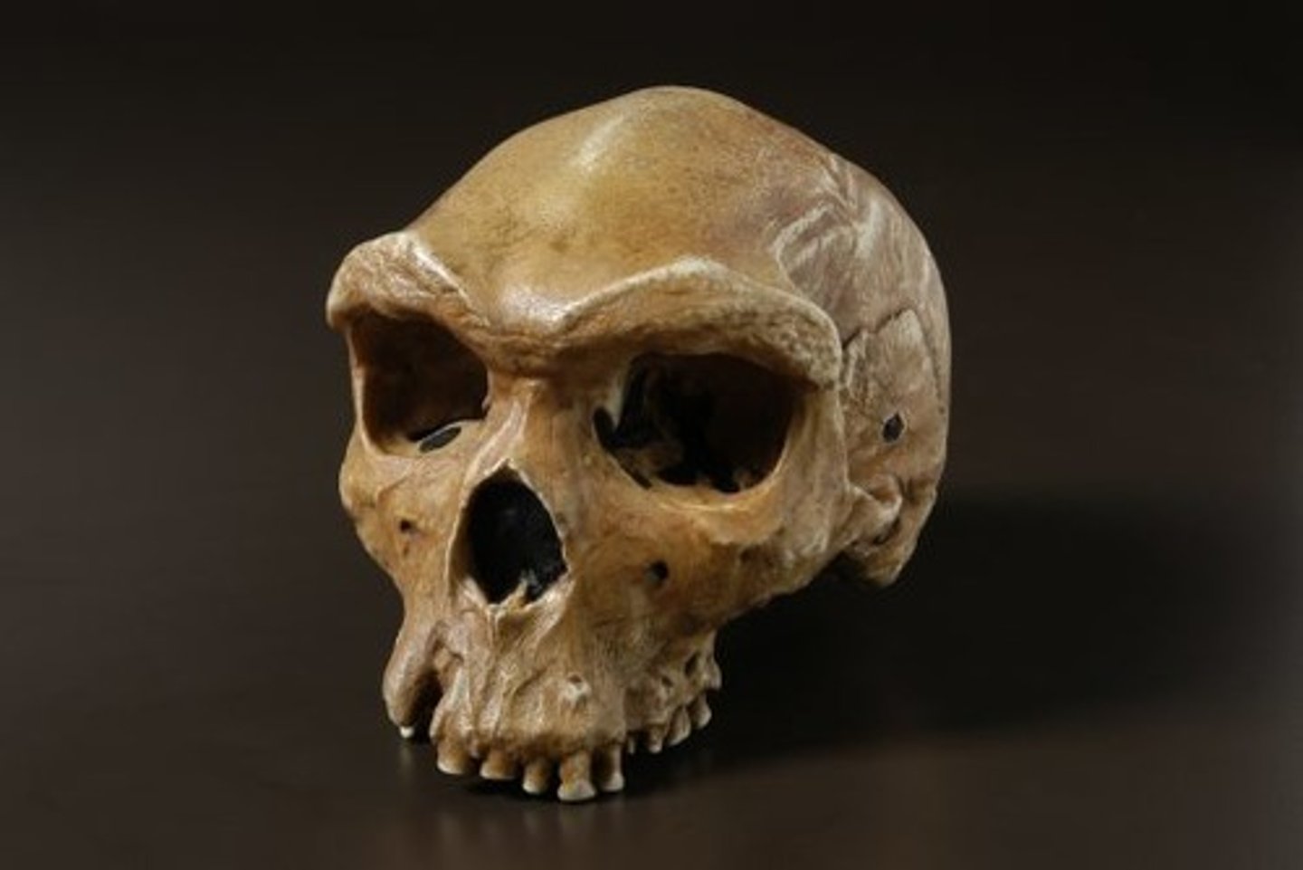 <p>The increase in omnivoric tendencies in Homindae result in less stronger jaw muscles and smaller, less sharp teeth.</p>