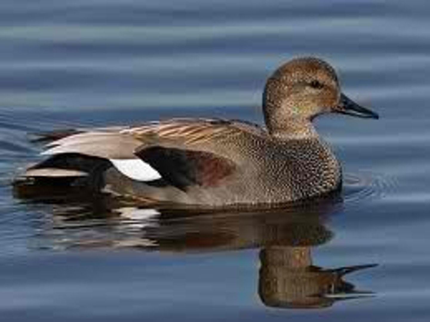<p>Anseriformes</p><p>Anatidae</p>