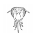 <p>Identify this insect + what its mouthparts are specialized for</p>