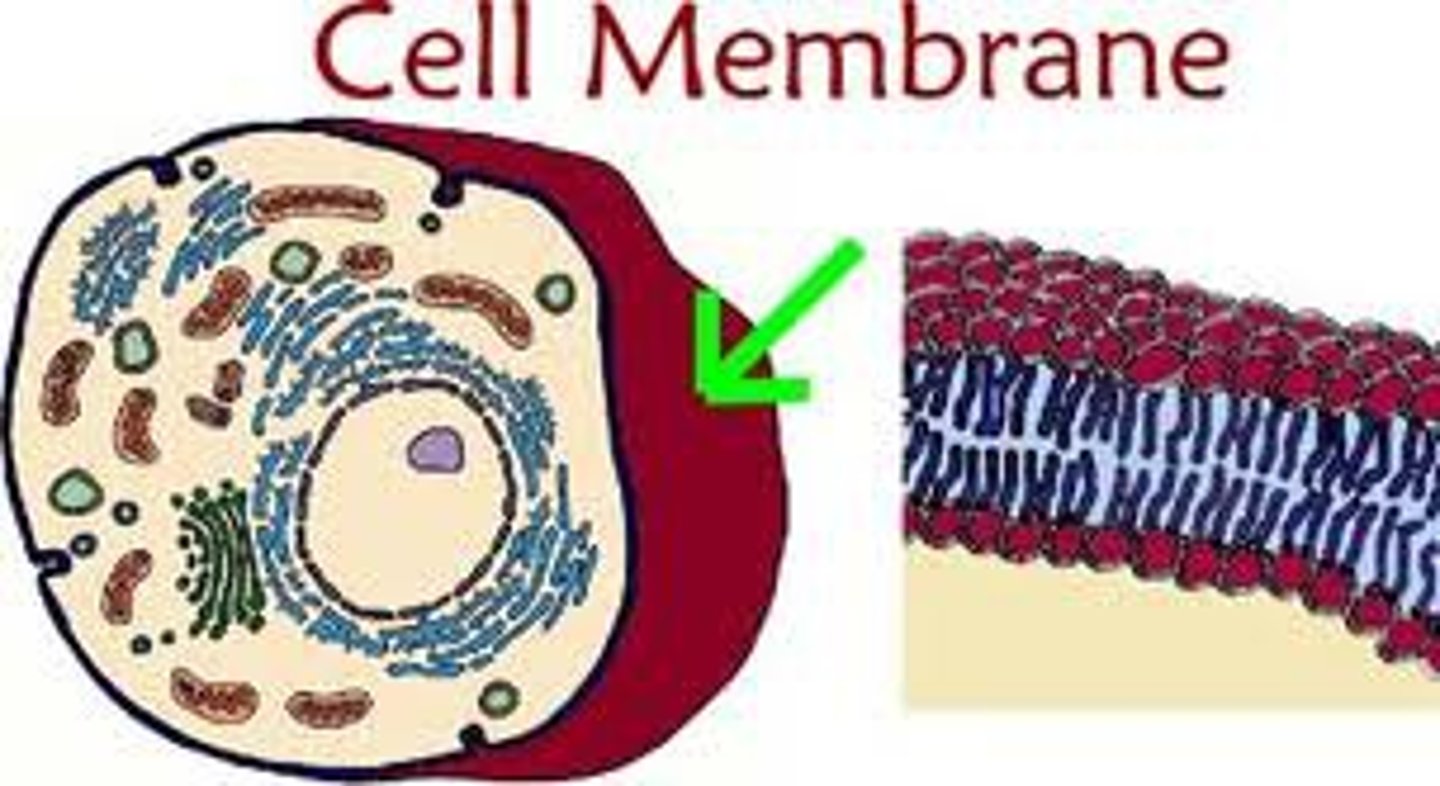 <p>the thin lining on the inside of the cell wall that controls what comes into or leaves a cell</p>