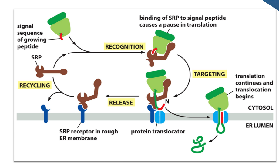<ul><li><p>Hydrophobic stretch comes out of ribosome first</p></li><li><p>SRP binds to hydrophobic stretch and causes a pause in translation&nbsp;and delivers the ribosome to the protein translocator in the membrane of the ER. </p></li><li><p>beginning of protein then threaded through the channel. As translation resumes, it passes through the channel to the inside of the ER. </p></li><li><p>After translation finished, it is released to the inside of the ER</p></li><li><p>SRP dissociates and is recycled</p></li></ul><p></p><ul><li><p>in image, the protein doesn’t have red part anymore, because the signal recognition peptide is cleaved off soon after it enters the protein translocator channel.&nbsp;</p></li></ul><p></p>