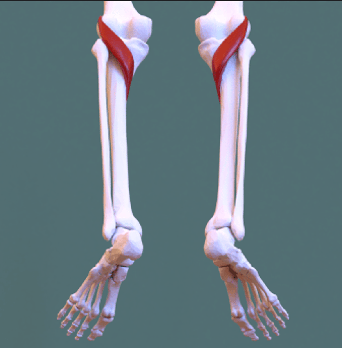 <p>what is this muscle?</p>