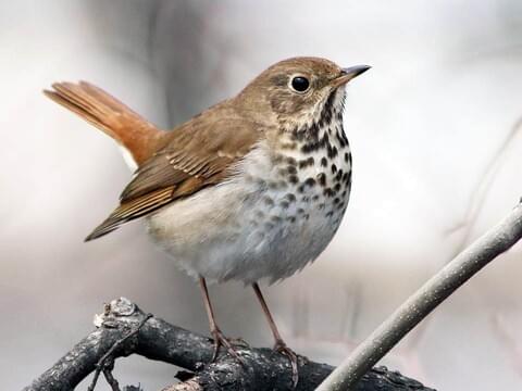 <p>Hermit Thrush</p>