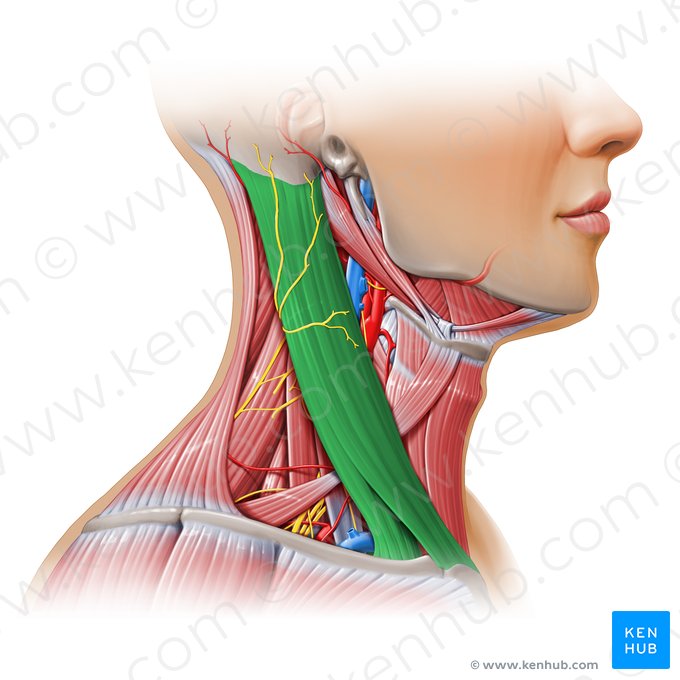 <ul><li><p>Action: Bilaterally: Flex head. Unilaterally: Flex and contralateral rotation. The accessory muscle of respiration</p></li><li><p>Innervation: Spinal Accessory Nerve</p></li><li><p>Origin: Manubrium of sternum, medial portion of clavicle</p></li><li><p>Insertion: Mastoid process of temporal bone</p></li></ul><p></p>