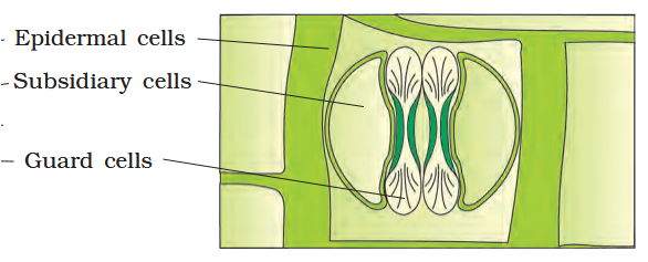 <p>This sort of stomatal apparatus is present in monocots or dicots?</p>