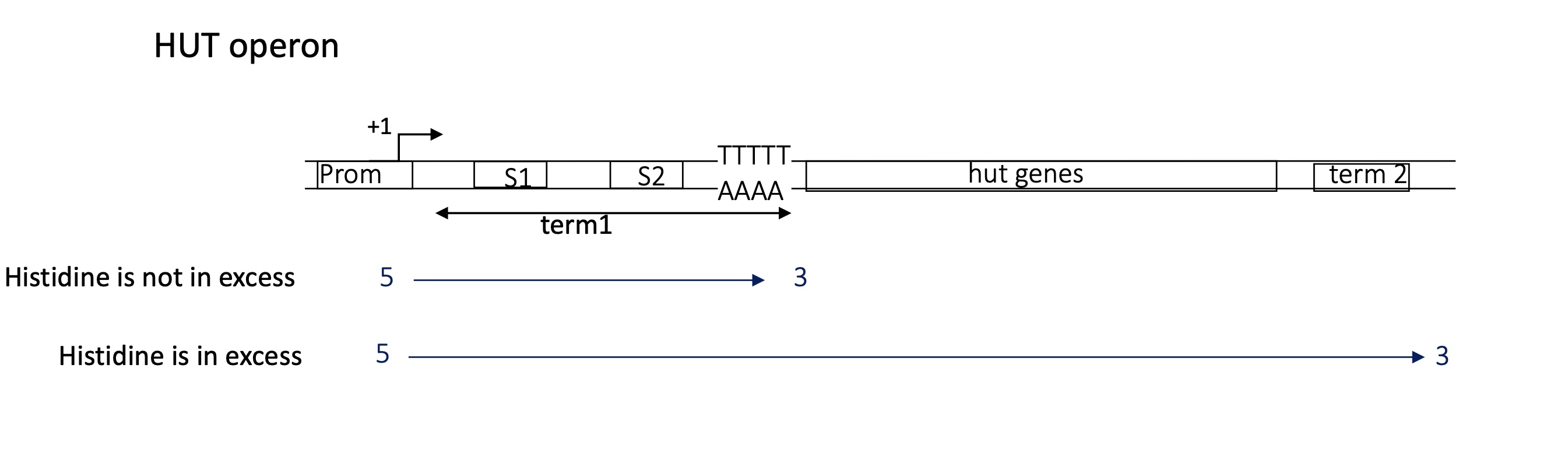 <p>the hut operon in B.subtilis</p><p>hut = histdine utilisation ( codes for enzymes that break down His and produce ATP)</p>