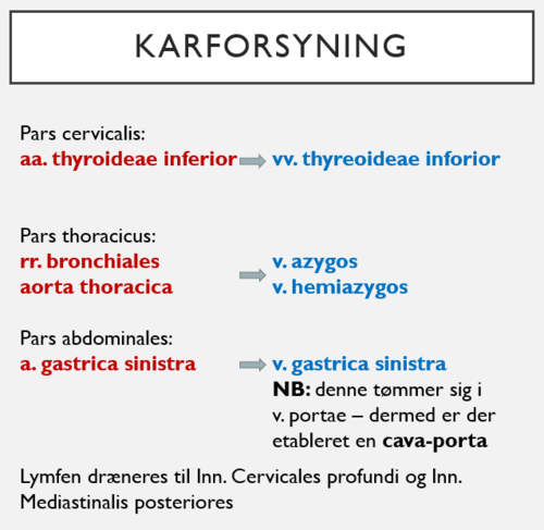 *Arterier:*
- Pars cervicalis: Forsynes af a. thyroidea inferior (fra truncus thyrocervicalis fra a. subclavia)

- Pars thoracica: Forsynes via rr. bronchiales og direkte fra aorta thoracica

- Pars abdominalis: Forsynes af a. gastrica sinistra (fra truncus coeliacus)

*Vener:* 
Plexus af vener der tømmer sig i henholdsvis; 
- a. thyroidea inferior → vv. thyroideae 

- rr. bronchiales → v. azygos, v. hemiazygos

- a. gastrica sinistra → v. gastrica sinsinistra (OBS: tømmer sig i v. portae - porta-cava-anastomose)

*Lymfe:* 
¤ lnn. cervivales profundi 
¤ lnn. mediastinales post 

Begge ligger i et stort antal omkring oesophagus.

*Nerver:*
¤ Parasympaticus (primær innervator, stimulerer) -> n. vagus sin. og dxt. -> plexus oesophagus
¤ Sympaticus (få grene, hæmmer)