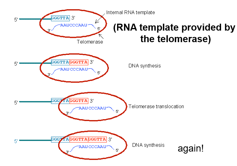 <p>RNA template AAU binds to DNA’s TTA  (3’ of the lagging strand), then continues elongation of the telomere</p><p></p><p>Telomerase makes the 3’ longer than the 5’ end of the antiparallel strand = forms a T-loop (3’ end capping)</p>