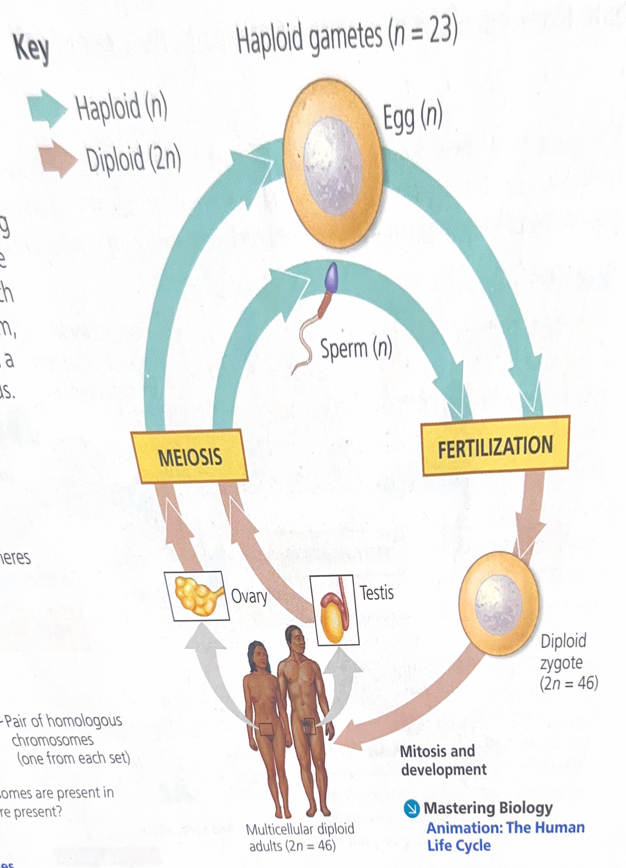 <p>Explain this image</p>