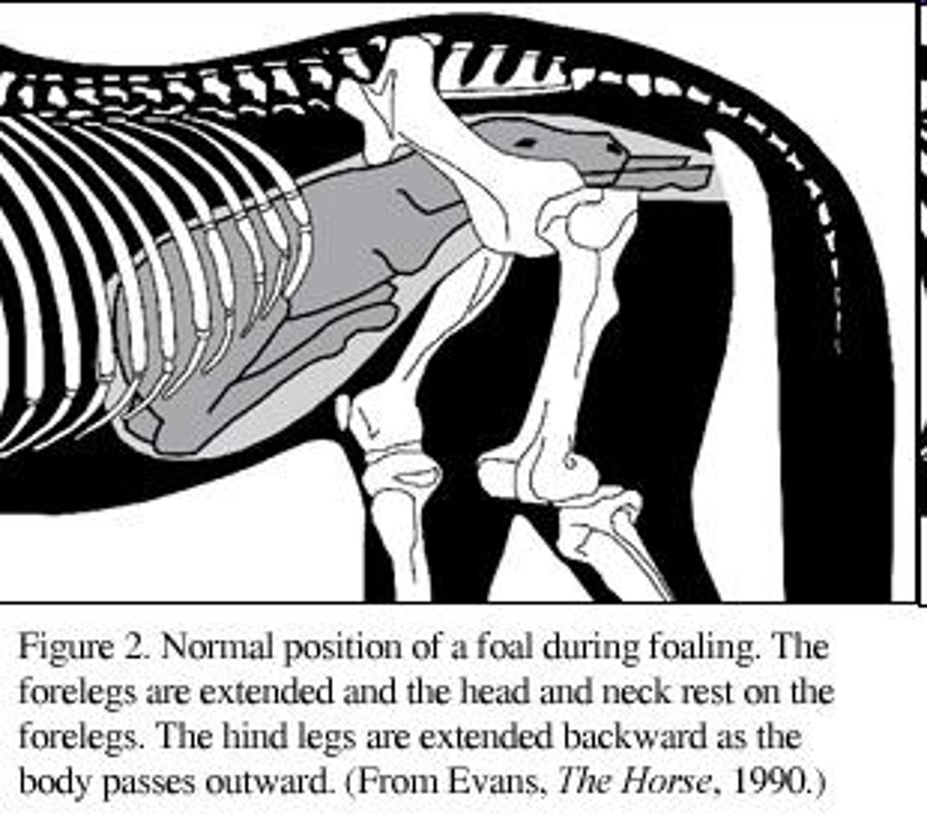 <p>In pigs, dogs, and cats, anterior and posterior presentations are equally common and not problematic. In sheep, the first is usually anterior; other positions or simultaneous presentation of more than one is a problem.</p>