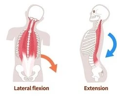 <p>Erect (hold up) spine</p><p>Unilateral contraction → Lateral flexion of head and vertebral column</p><p>Bilateral contraction → Extend head and vertebral column</p>