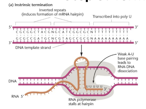<ul><li><p><span>hairpin structure in RNA causes RNA polymerase to stall</span></p></li><li><p><span>RNA-DNA duplex dissociates due to a weak dissociation between the RNA and DNA</span></p></li></ul><p></p>