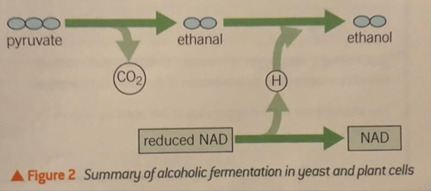 <p>Pyruvate is converted to ethanal, catalysed by pyruvate decarboxylase.<br><br>Ethanal can then accept a hydrogen from NADH, becoming ethanol.<br><br>The regenerated NAD can then continue to act as a coenzyme and glycolysis can continue.</p>