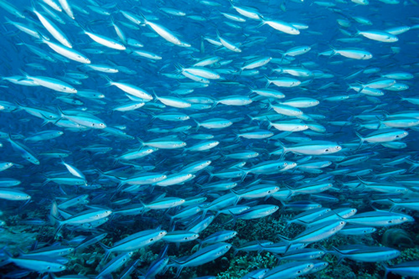 <p>The supply or number of fish available within a population.</p>