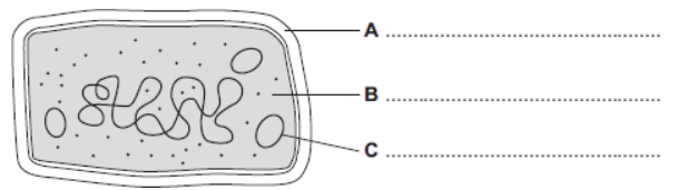 <p>The diagram shows the structure of a bacterial cell.<br>Label structures A, B and C.</p>