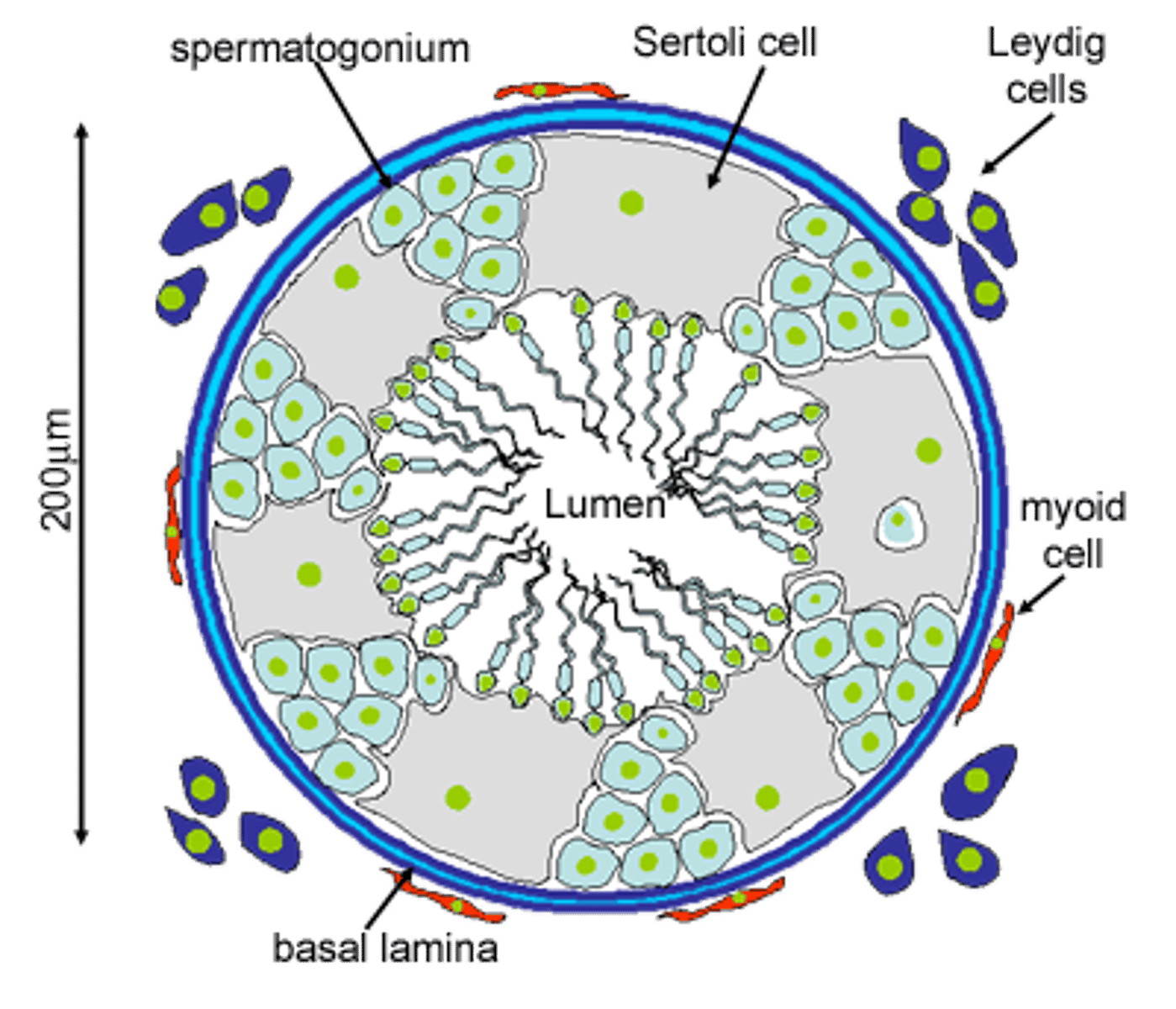 <p>Somatic cells of the testis that are essential for testis formation and spermatogenesis. Facilitate the progression of germ cells to spermatozoa.</p>