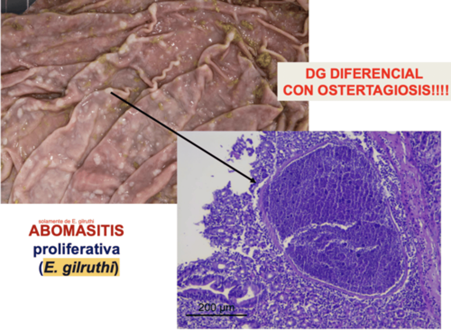 <p>abomaso: E. gilruthi</p><p>→ abomasitis proliferativa</p>