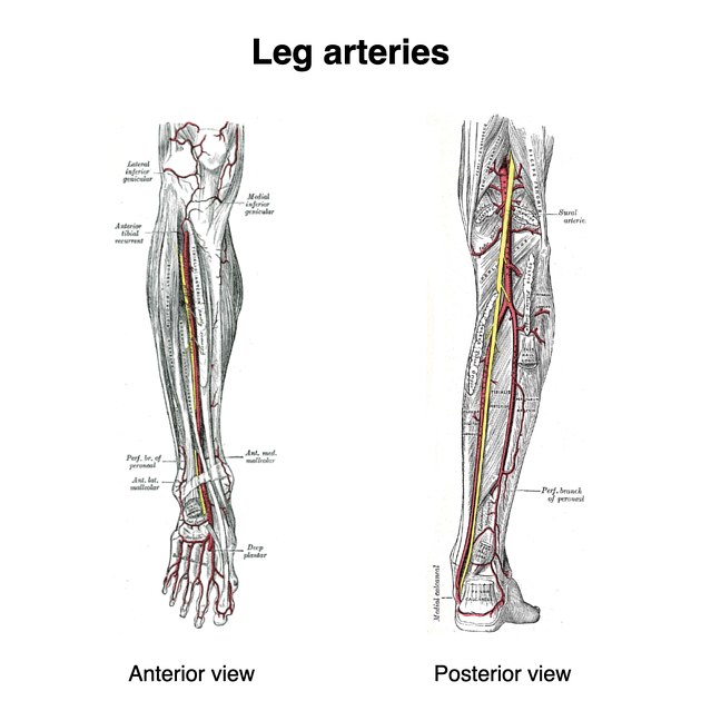 <p>Shin/knee region; leg area.</p>