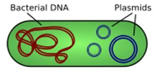 <p>contains extra pieces of DNA independent of main chromosome</p>