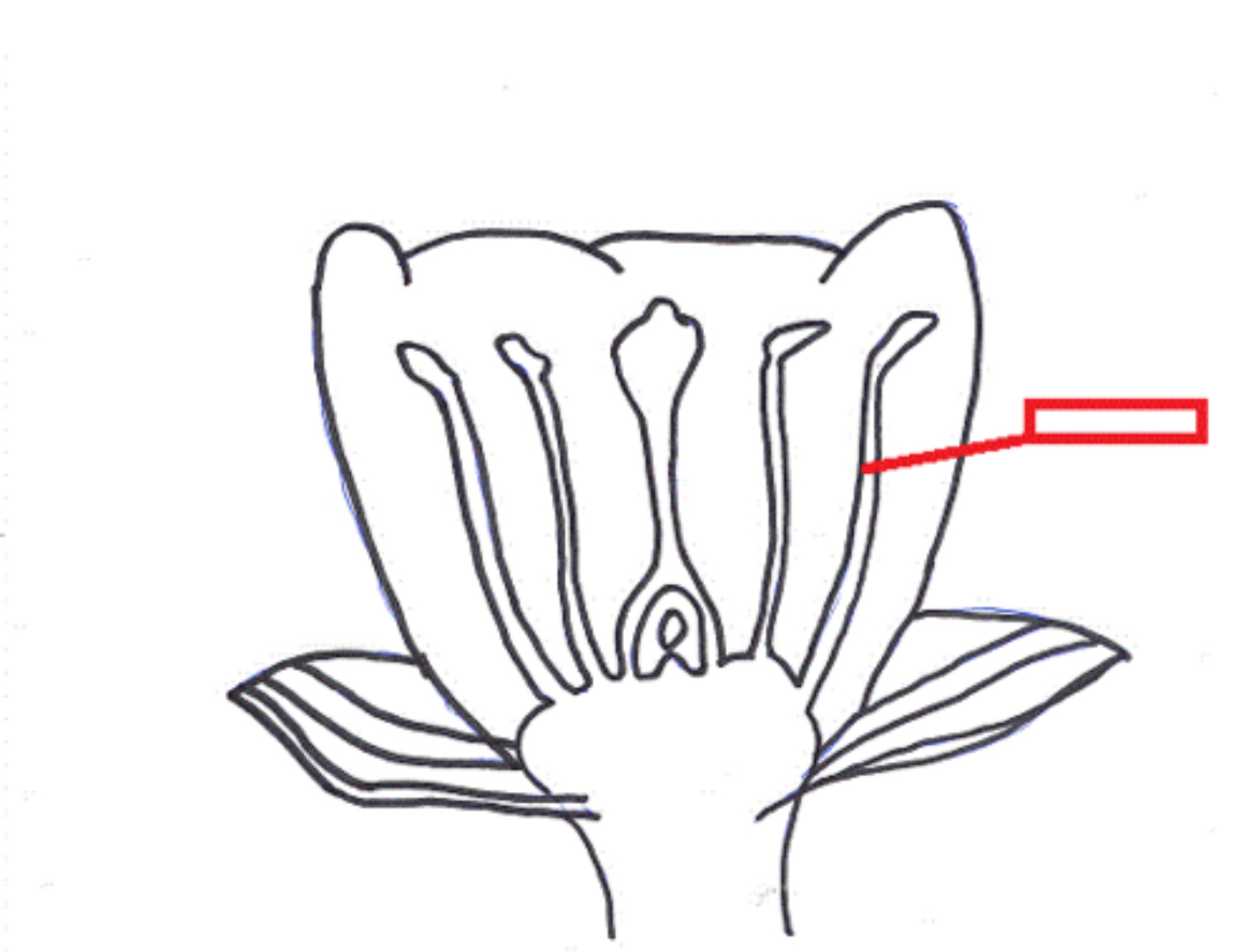 <p>Supports the Anther</p>