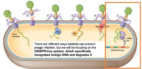 <ul><li><p>Some bacteria can alter the receptor that the bacteriophage uses to attach, so the phage can no longer attach to the host</p></li><li><p>Bacteria also use restriction enzymes to cut foreign nucleotides or DNA</p></li><li><p>Can also methylate the viral DNA or RNA so they can no longer replicate and transcribe</p></li><li><p>Bacteria can program cell death</p></li><li><p>There are different ways bacteria can prevent phage infection, but we will focus on CRISPR-Cas system, which specifically recognizes foreign DNA and degrades it</p></li></ul><p></p>