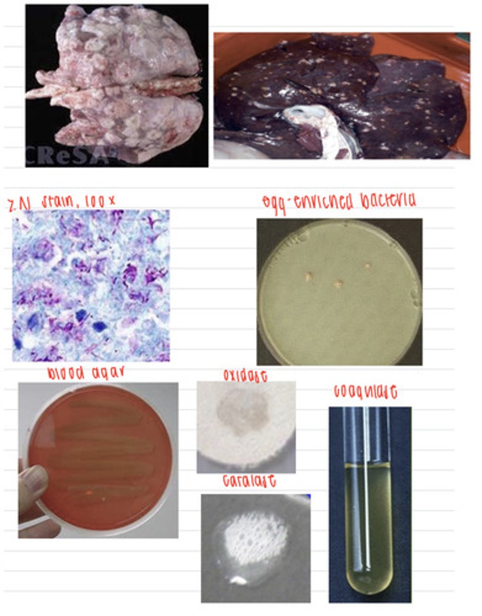 <p>a cow, after death, goes in for a necropsy, where we find these lesions on his liver and lungs. we take samples and inoculate onto non enriched media (no growth), blood agar, macconkey agar (no growth), and finally, egg enriched media. we stain the colonies with the ZN stain and perform coagulase, catalase, and oxidase tests. here are the results.</p><p>what is the diagnosis?</p>