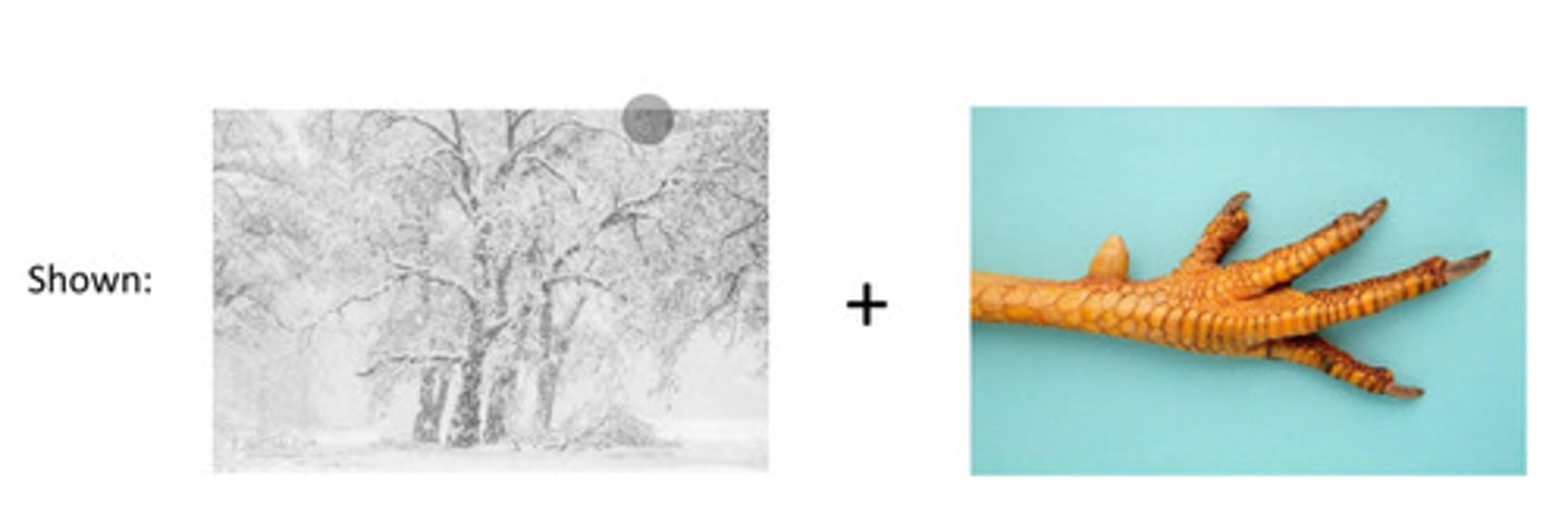 <p>when given mismatched cues (chicken claw + shovel), the left hemisphere invents a logical explanation for combined responses → shows interpreter (meaning-making) role of LH</p><p>coherence, fills in gaps</p>